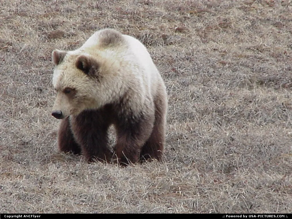 Grizzly Bear prowling for his next meal in Northern Alaska