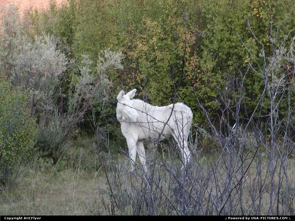 Very rare albino Moose near Fairbanks Alaska