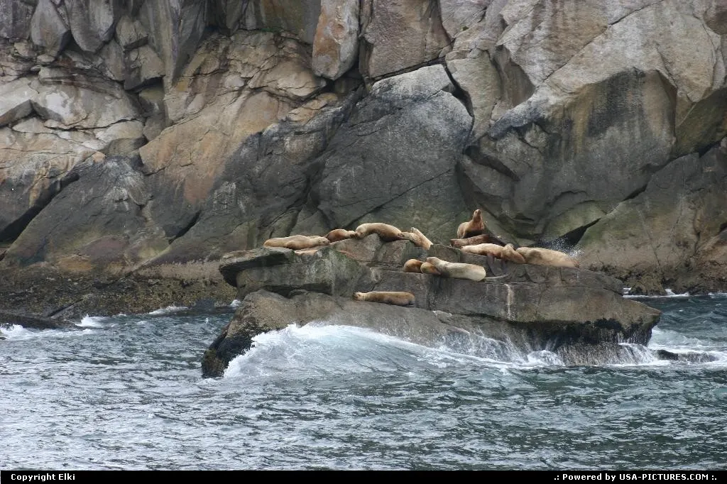 Seals on the rocks