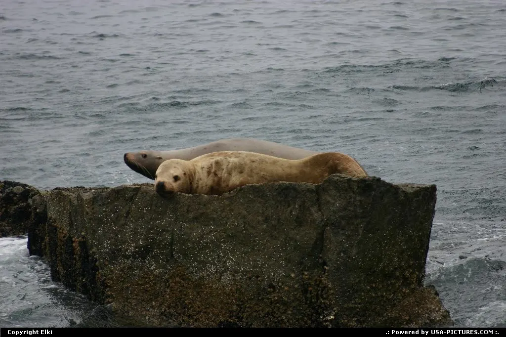 Seals on the rocks