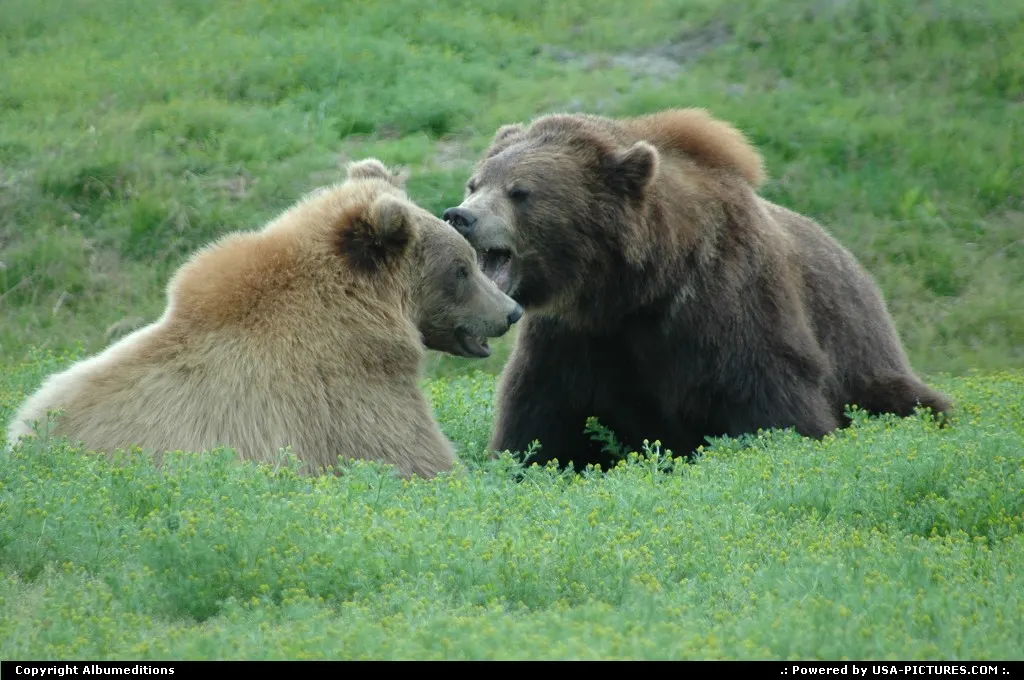 Alaska's Wildlife. For multimedia slideshow The Alaska Experience: www.album-editions.nl