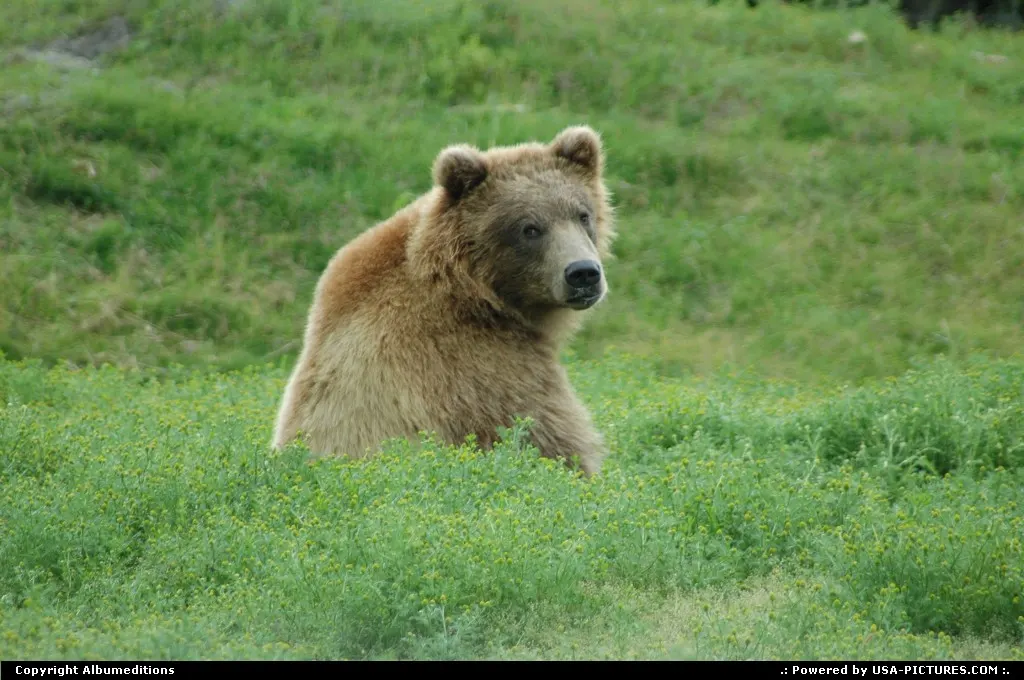 Alaska's Wildlife. For multimedia slideshow The Alaska Experience: www.album-editions.nl