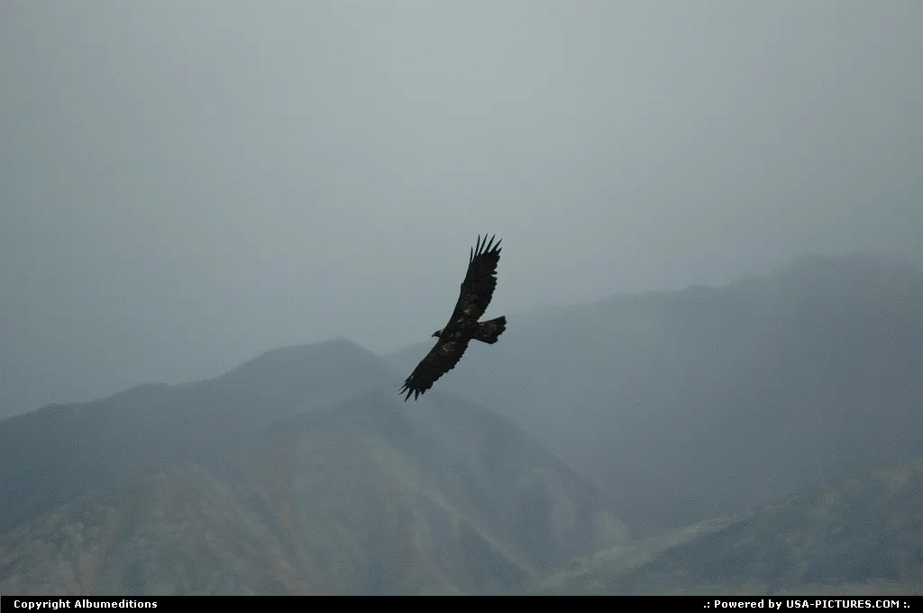 Golden eagle soaring over the summits of Denali NP mountains.