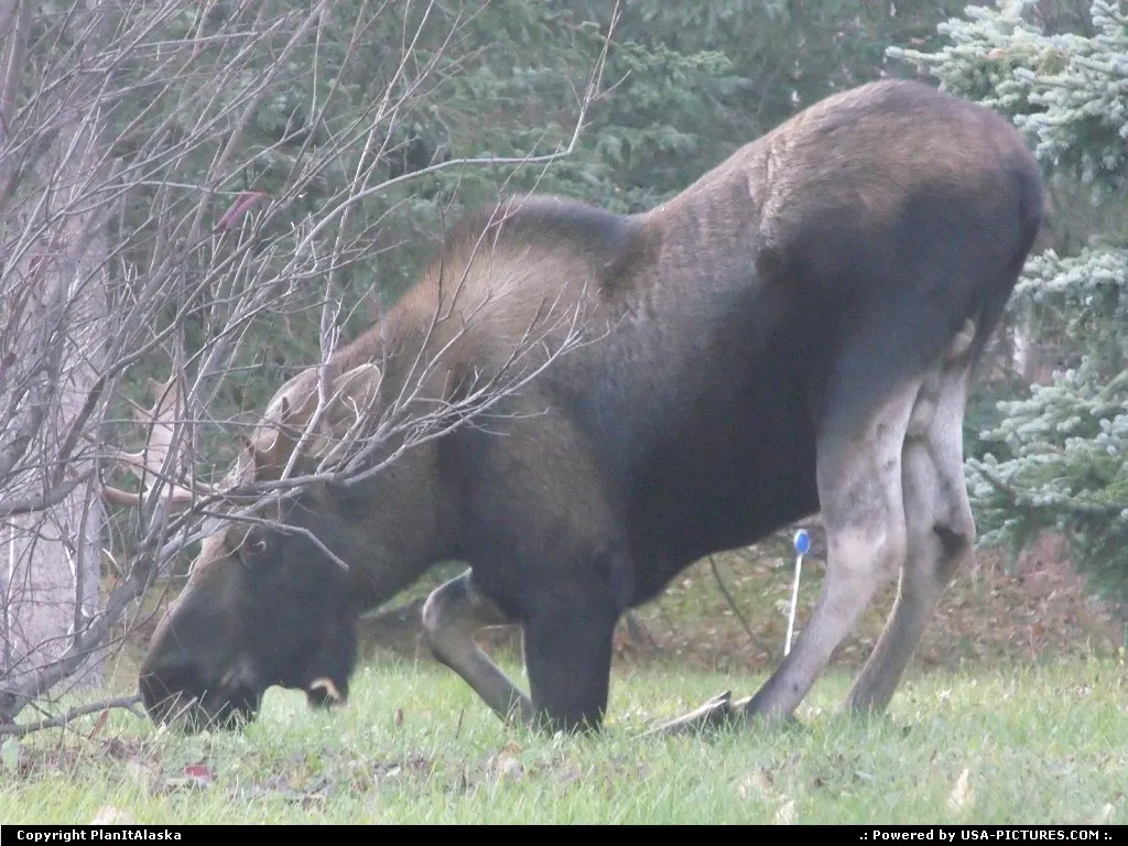 Praying moose