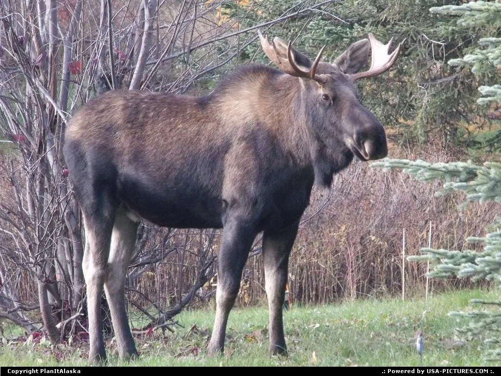Alaska moose