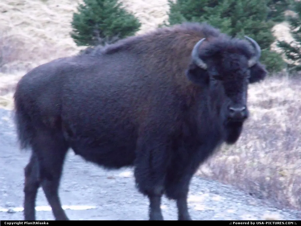 Wild buffalo on Kodiak Island, AK
