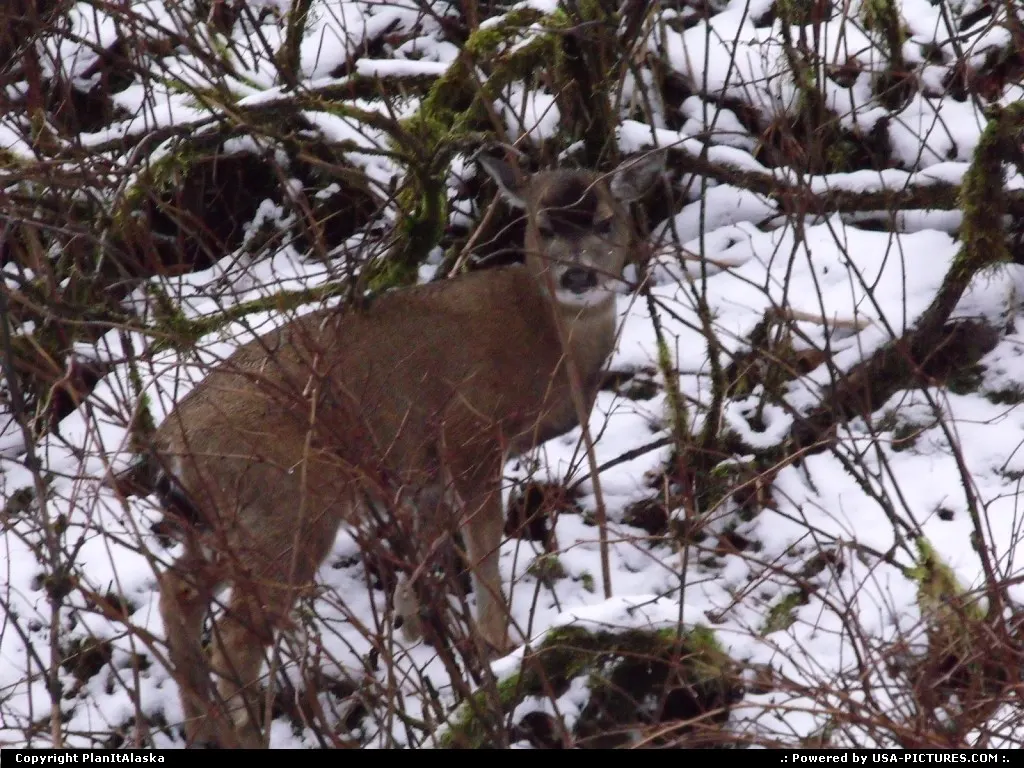 Sitka Black Tail Deer, Kodiak Island, AK