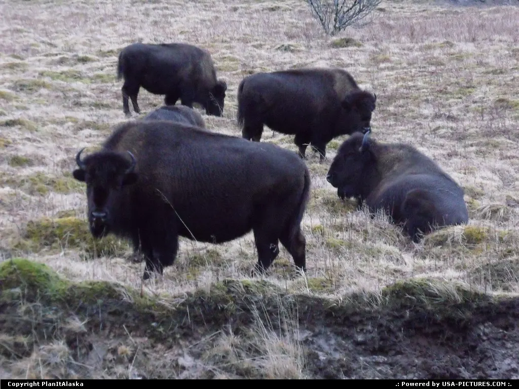 Wild buffalo on Kodiak Island, AK