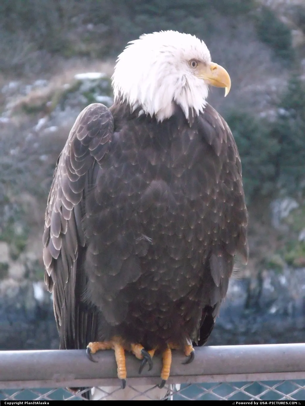Waiting for lunch, Eagle in Kodiak, AK