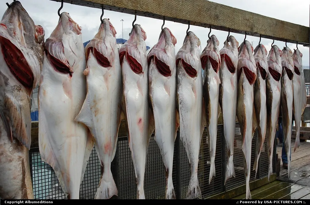 Halibut, which ocassionally weigh over 300 lb, are found in the waters around Valdez.