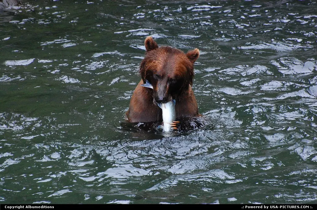 Nothing provides a thrill quite like seeing bears in the wild in Alaska.