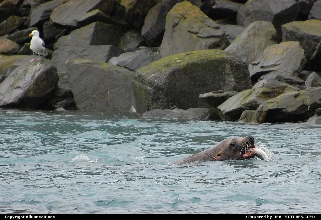 The catch of the day of a hungry sea lion.