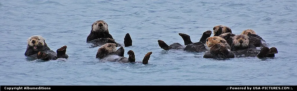 Valdez Alaska Alaska, wildlife