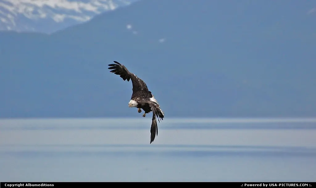 Not in a City Alaska Alaska, wildlife, Baldeagle