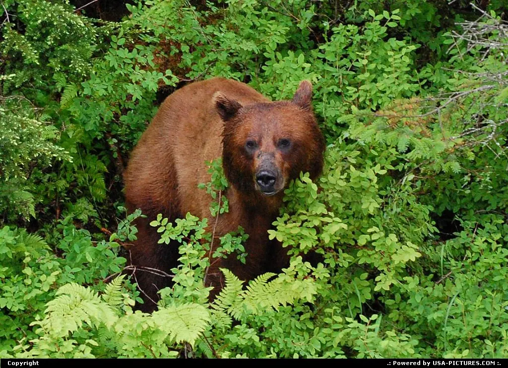 Bears are all around you when travelling in Alaska.