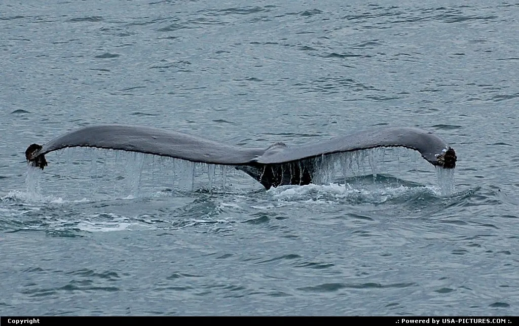 Not in a City Alaska Alaska, Wildlife, Wildlifephotography, Nature, Whale, Whales