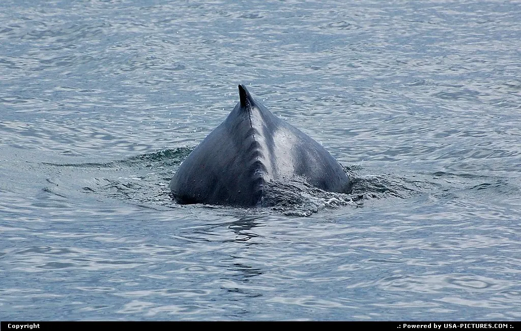 Whale-Watching at Prince William Sound, Alaska.