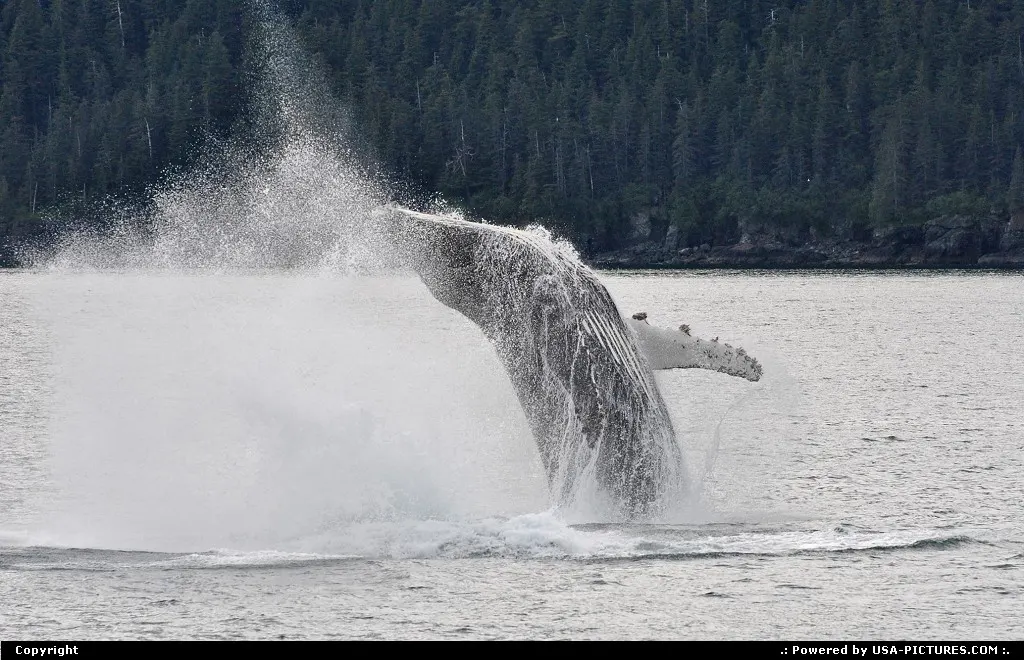 Not in a City Alaska Alaska, whale, whales, whalewatching