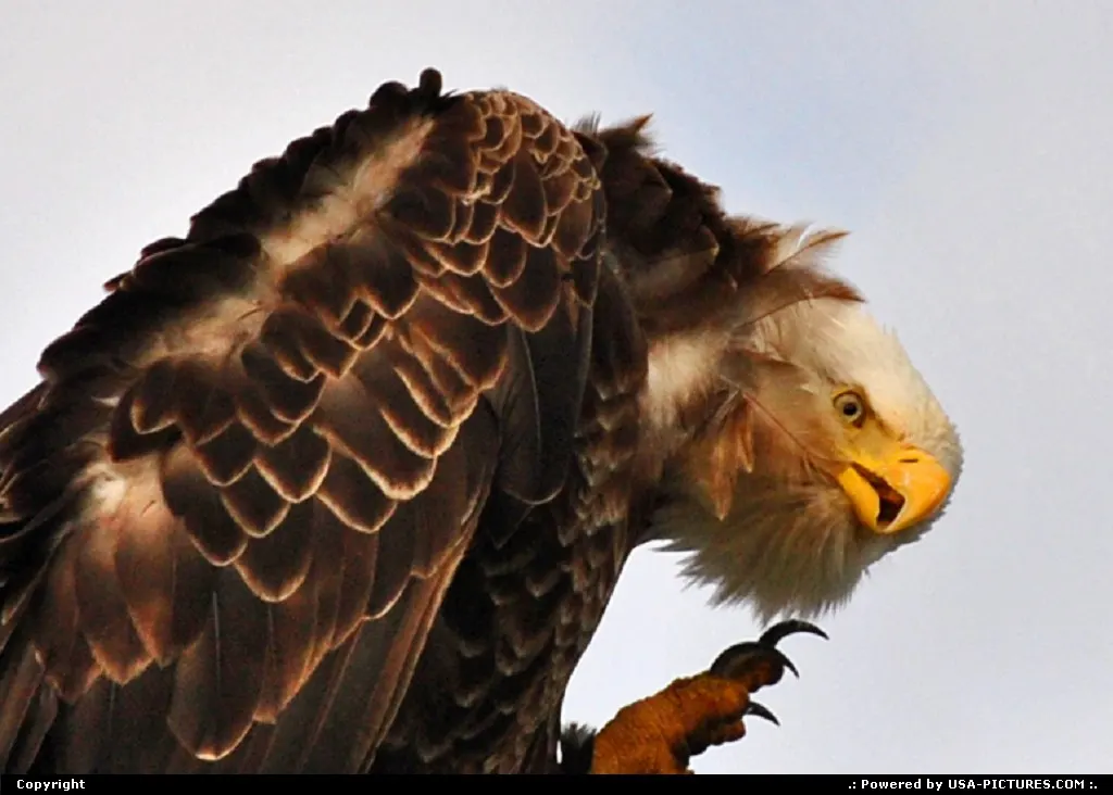 The American Bald Eagle, here watched near Homer (Alaska), is the symbol of the United...