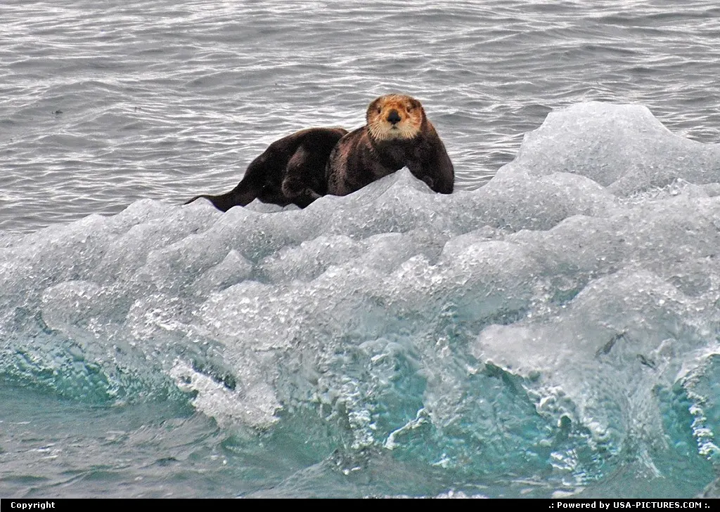 Harbour seal in the icy waters of Unakwik Inlet close to Meares Glacier, Alaska.