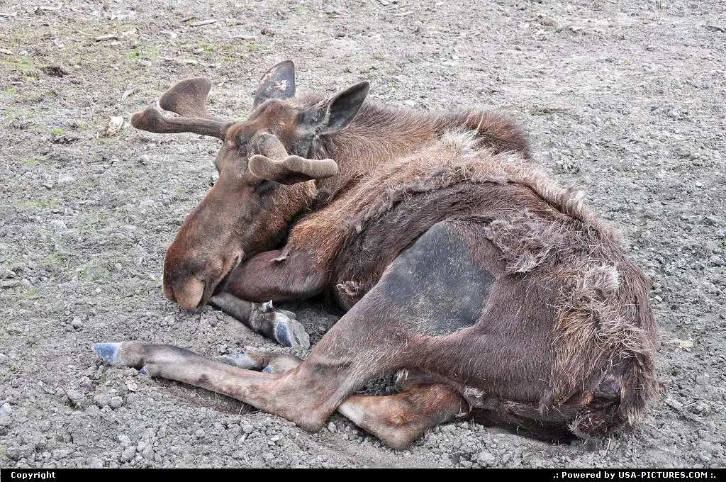 Wildlife viewing is one of Alaska's major attractions.
