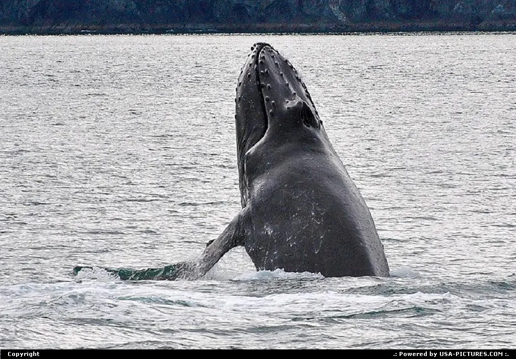 Not in a City Alaska Alaska, Wildlife