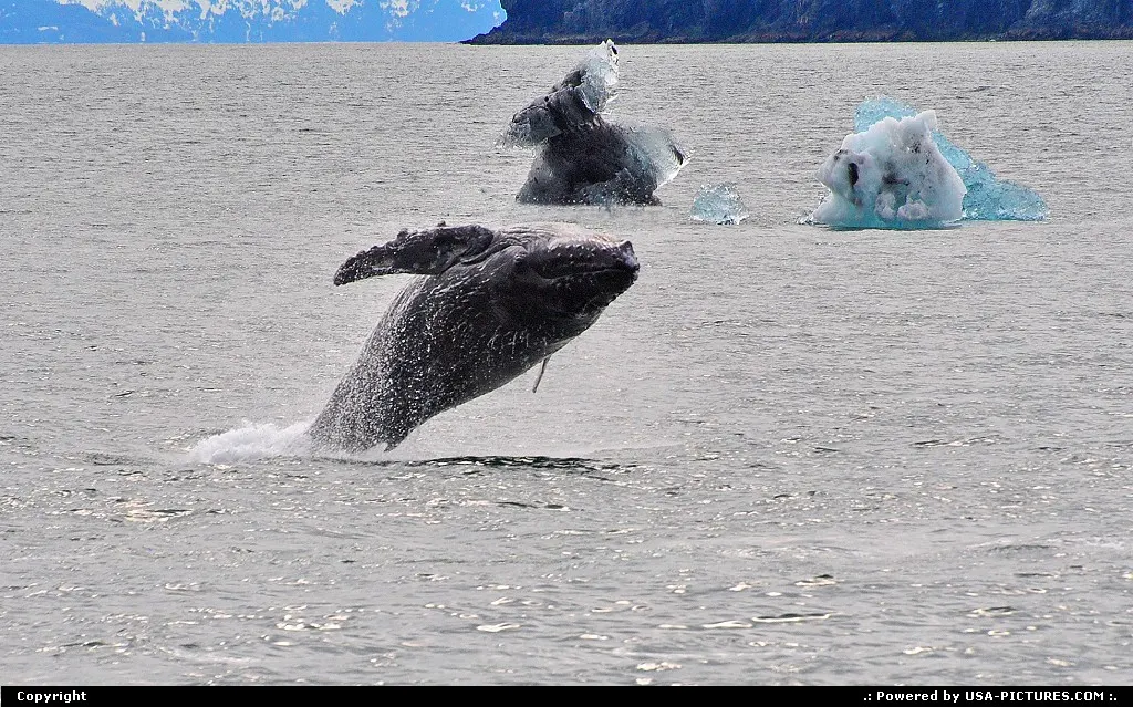 Not in a City Alaska Alaska, Wildlife