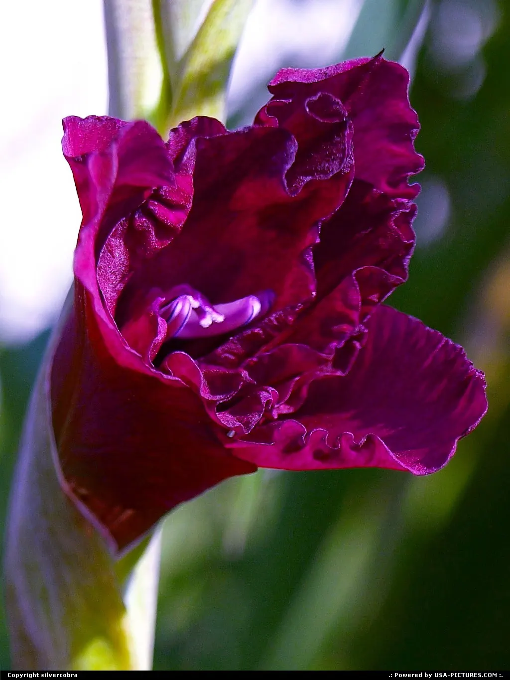 Purple Sparkle.