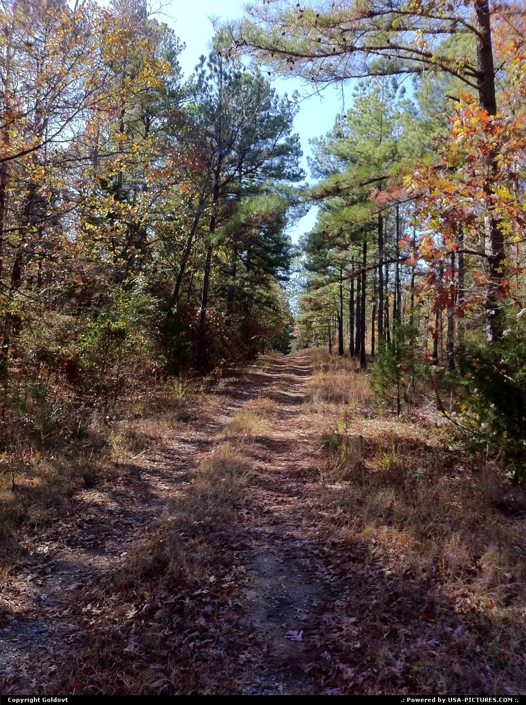 Woods on camp Robinson.