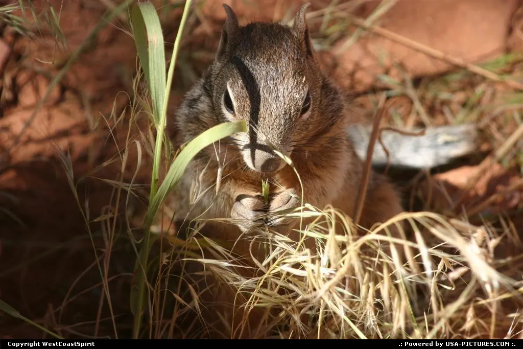 Cute wildlife within the park