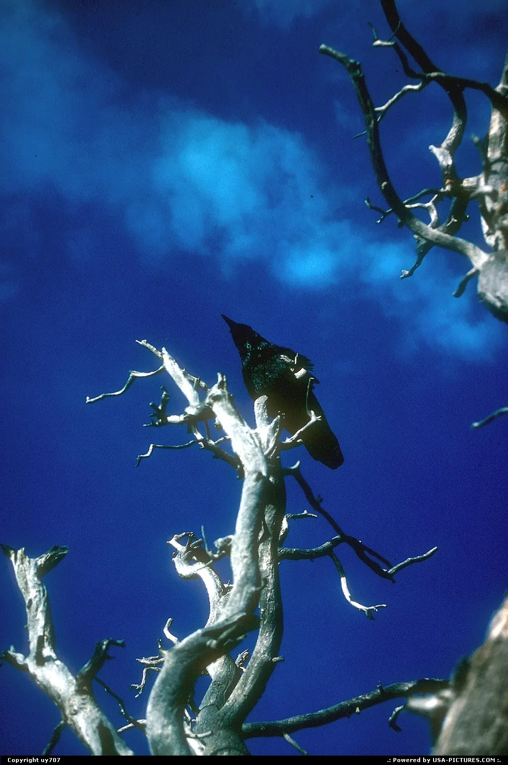 A raven residing on top of this small tree