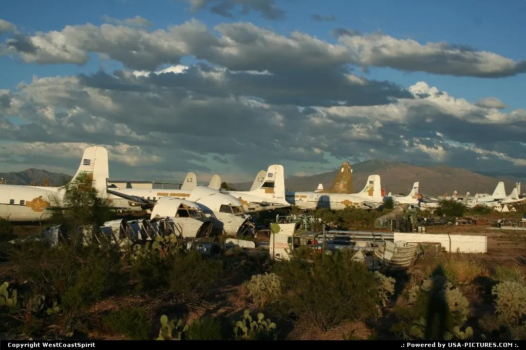 Old faithful birds resting in the desert in Tucson.
