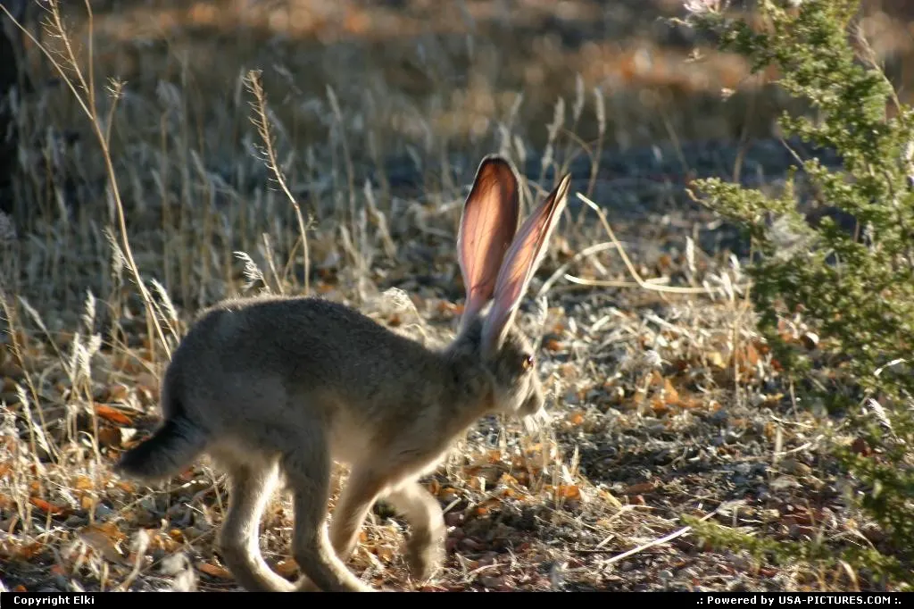 Funny rabbit