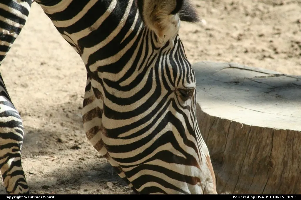 A closer look at this fellow zebra at the Zoo, in Balboa Park