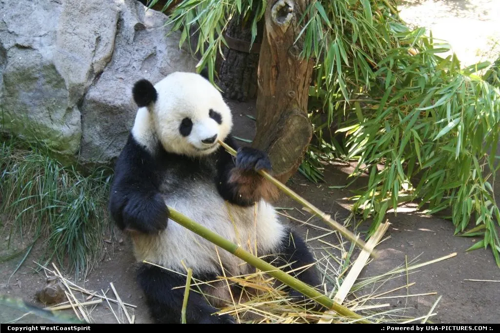 How cute a panda could be?