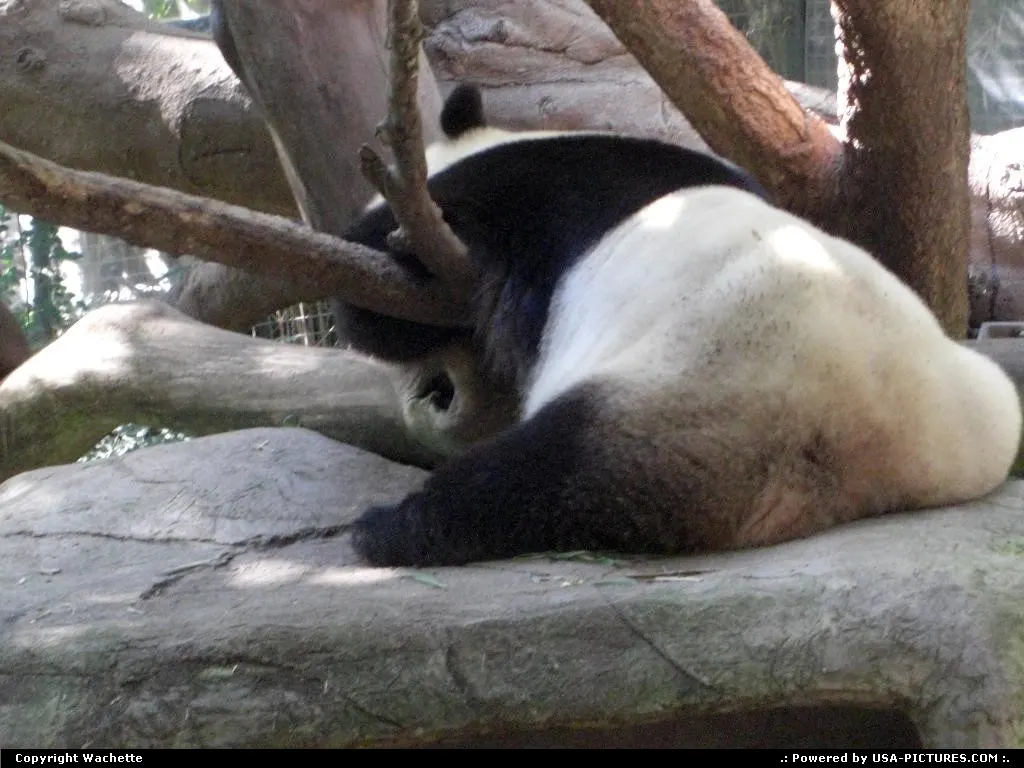 lazy panda