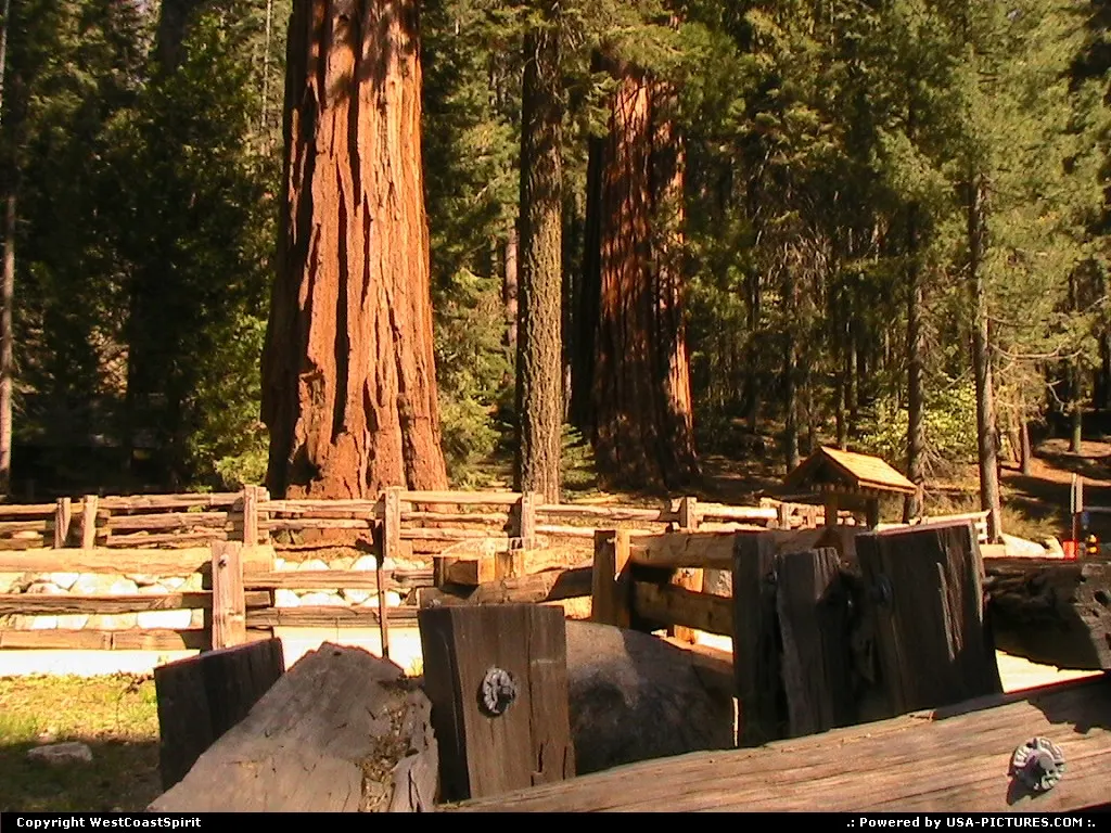 Sequoia National Park, one of my favorite' in the USA.