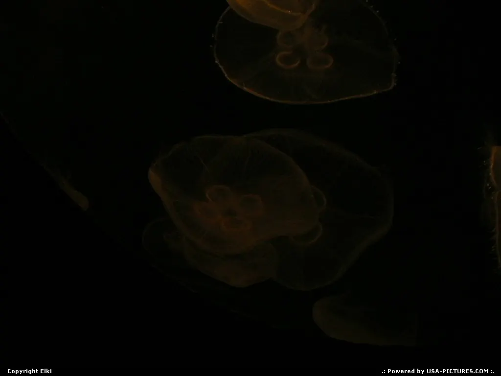 Jelly fish at the aquarium