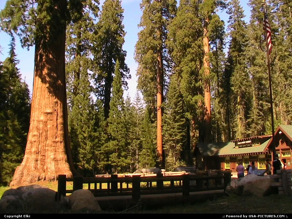 Big tree, small cabin