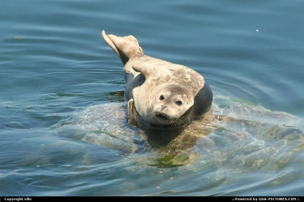 Harbor seal enjoying this shinning afternoon.
