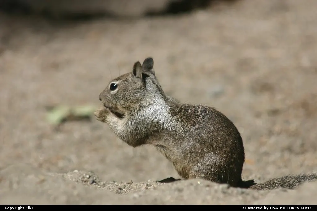 A common sight in National Parks