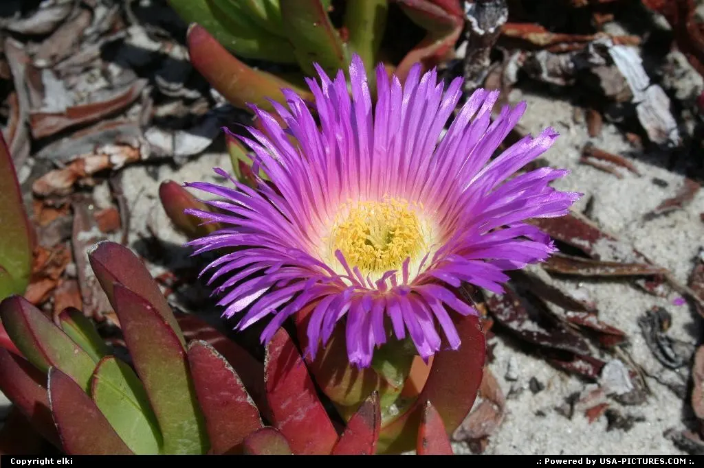 California flower.