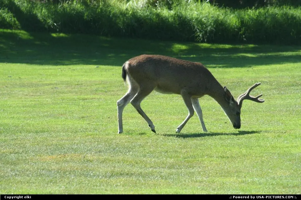 Elk taking care of the golf course in pebble beach, 17 mile drive area.