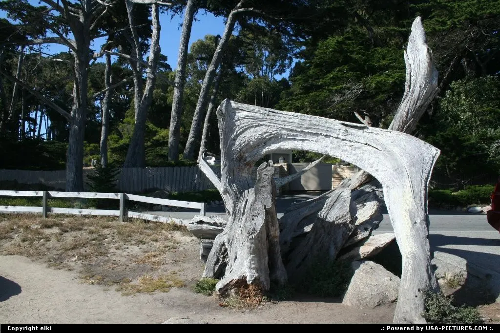 Ghost tree, coast along 17 mile drive between Carmel and Monterey.