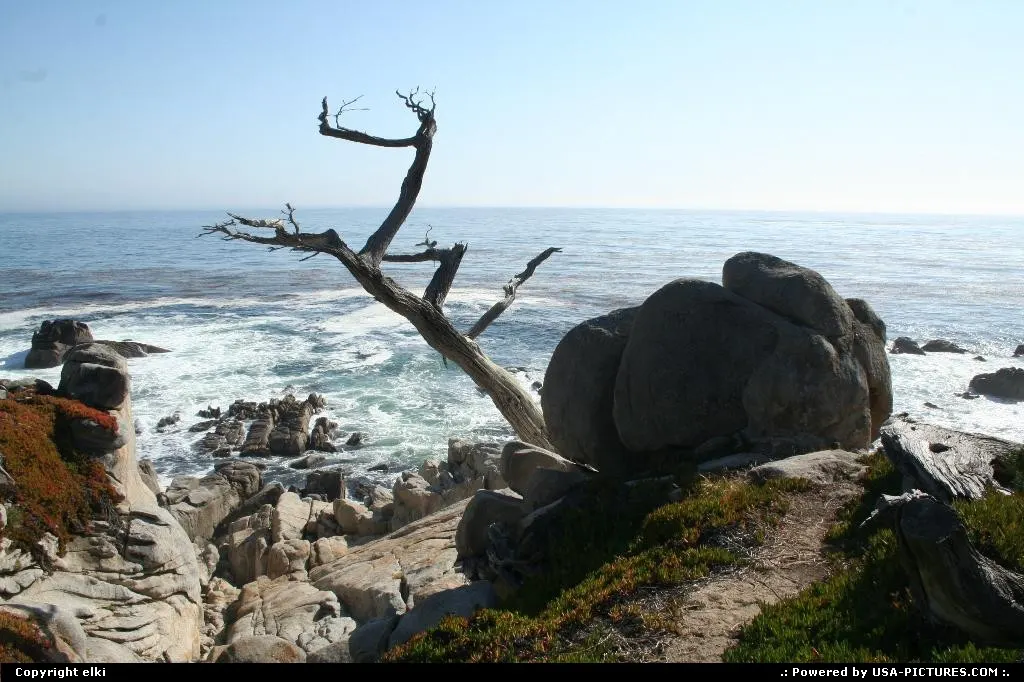 Ghost tree, coast along 17 mile drive between Carmel and Monterey.