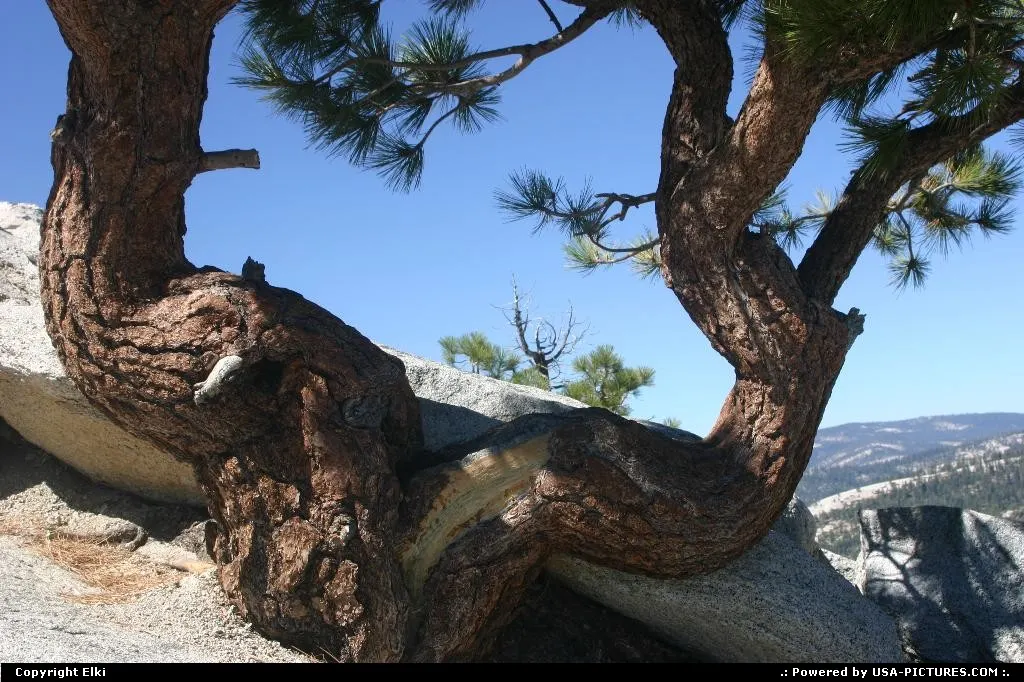 Excentric pin tree