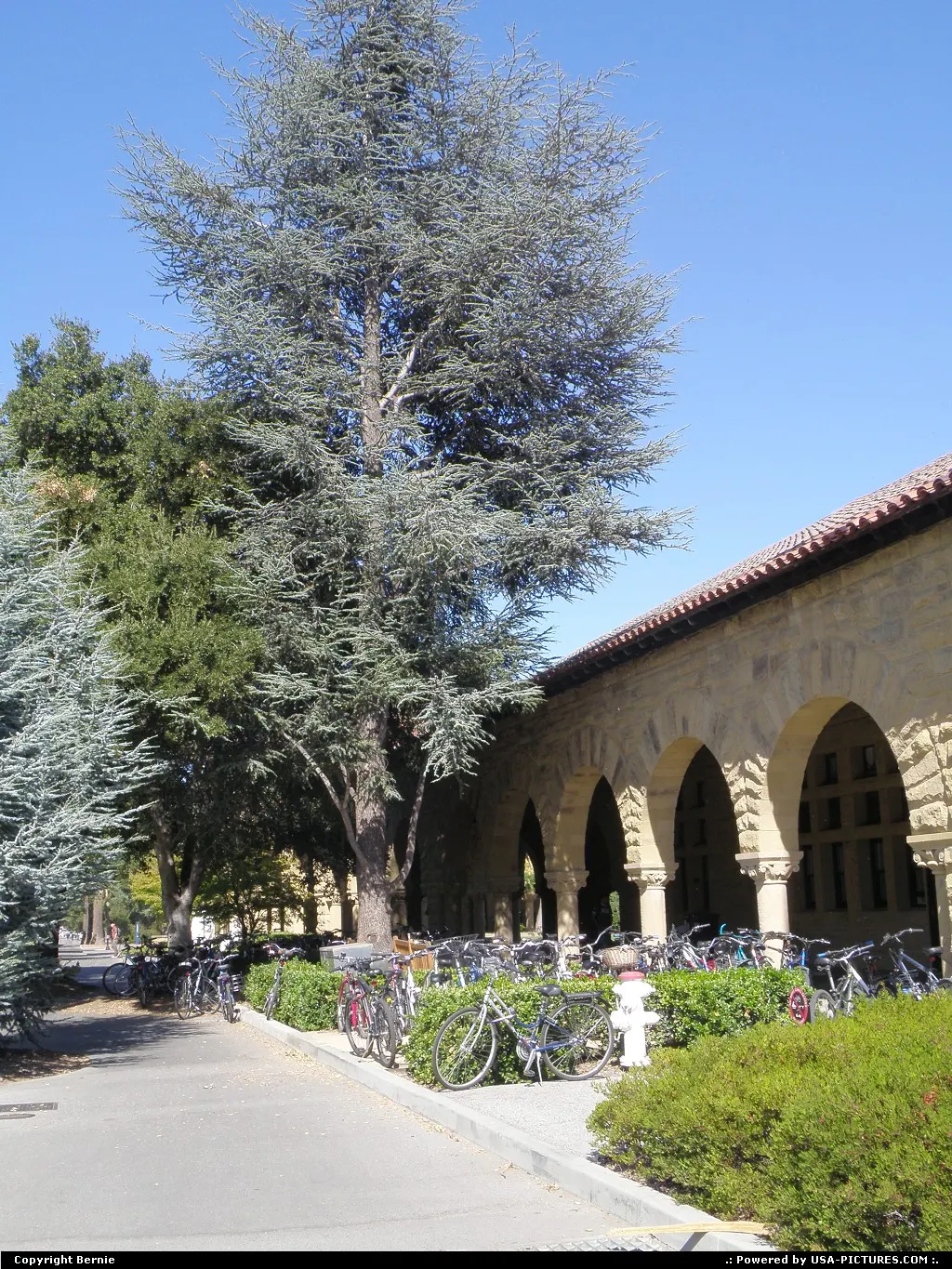 Everybody has a bicycle in Standford University !