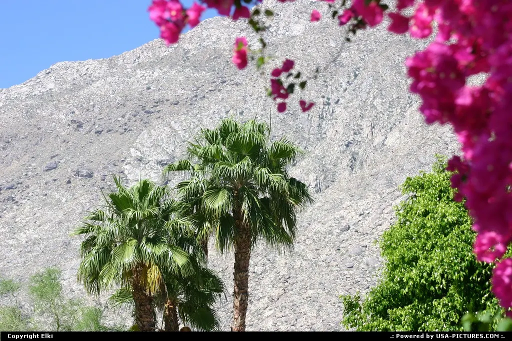 Palms and flowers