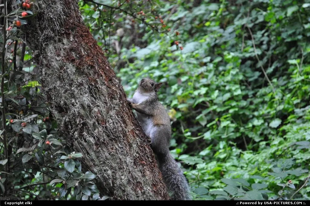 golden gate park wildlife. squirrel