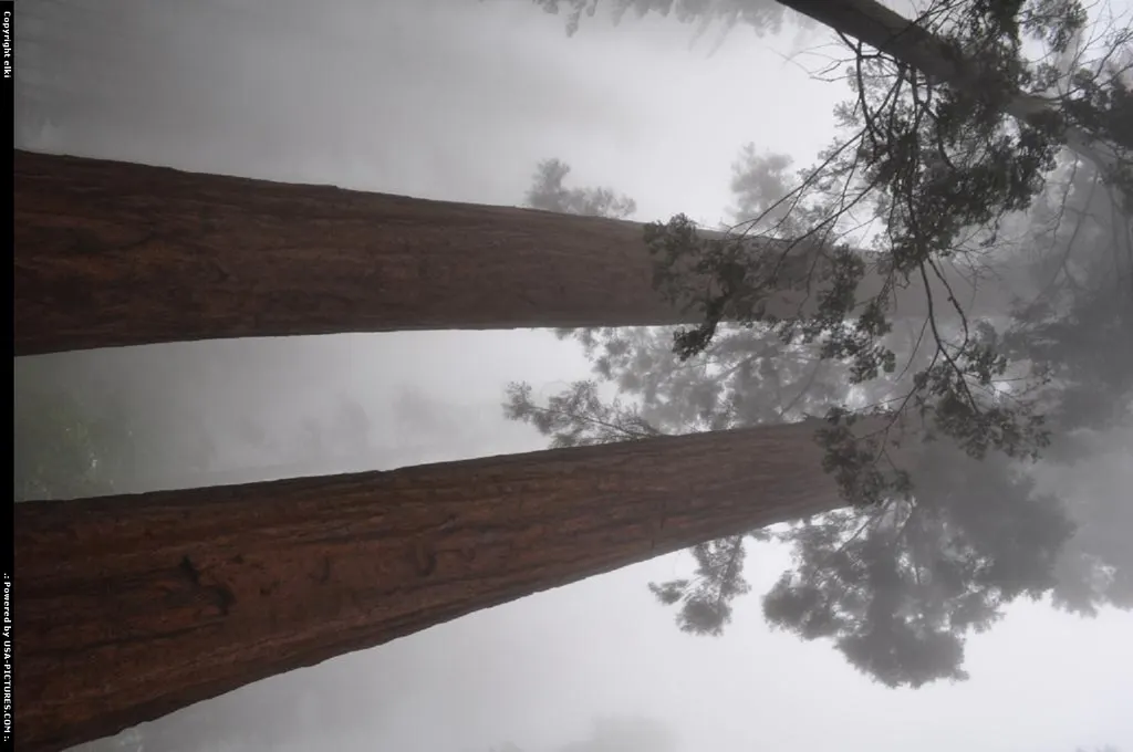 Sequoia National park